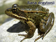 Rana draytonii - pirozen potrava
